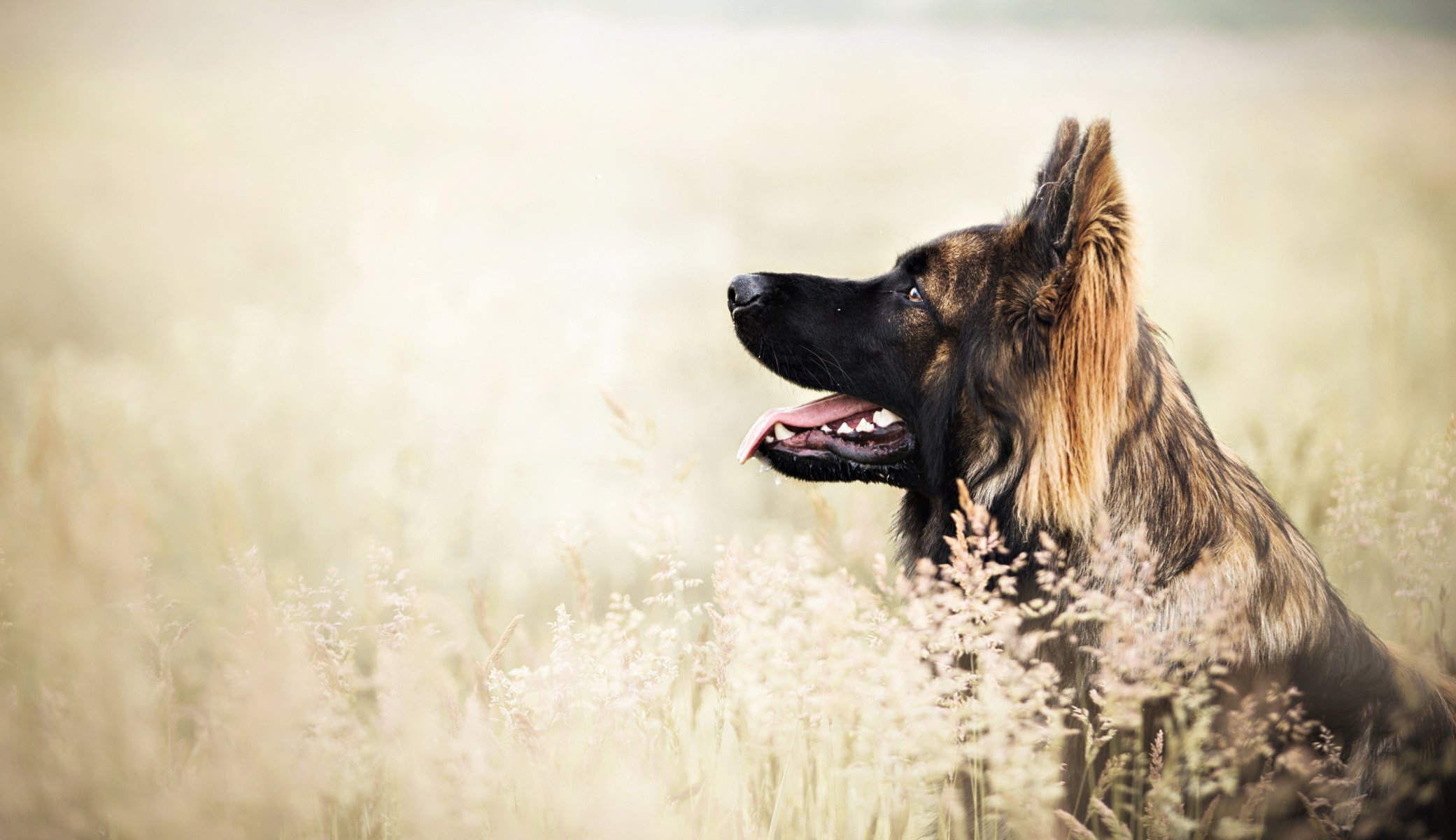 Взыскание ущерба при укусе собаки в Белой Калитве