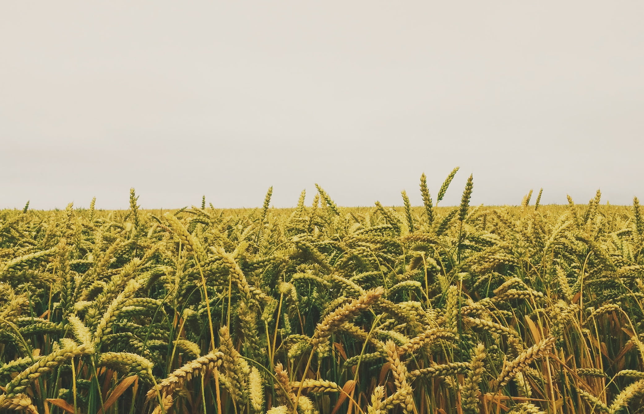 Юрист по земельным спорам в Белой Калитве. Услуги земельного юриста.